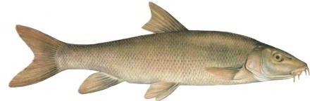 Barbel